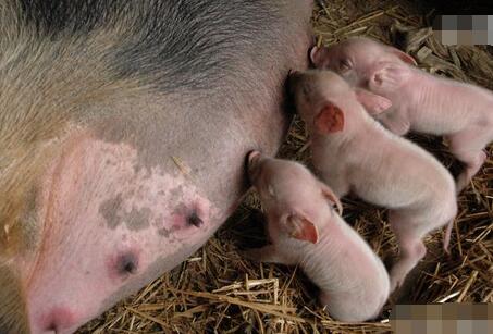 母猪羊水已破，却久久不产猪怎么办？