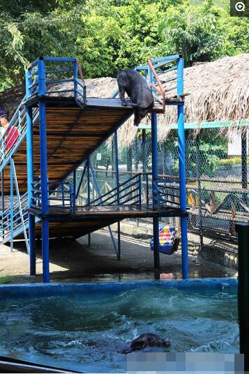 这头小猪好像有点逡巡不前的感觉啊，莫非有点恐高？