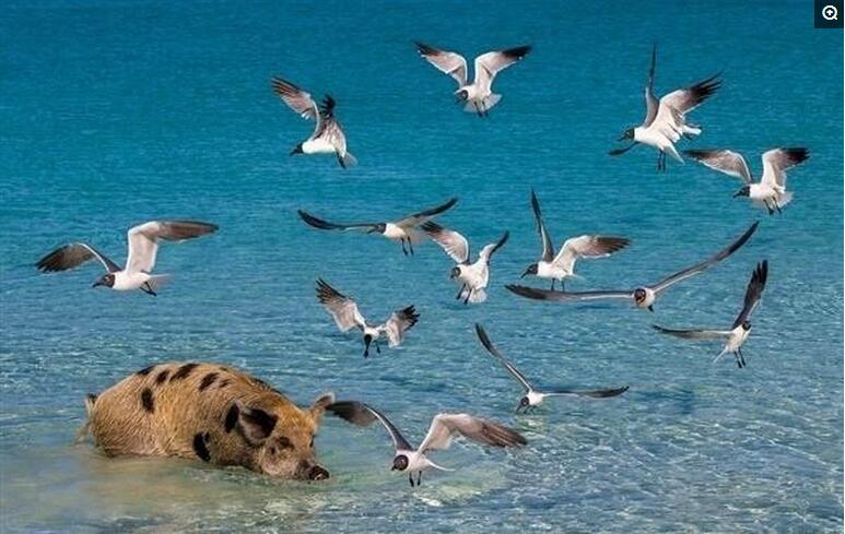 猪岛的猪都会游泳！