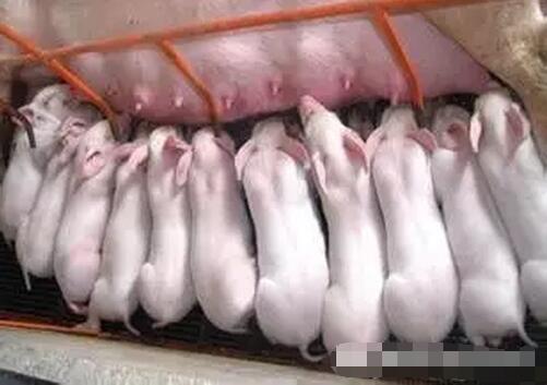 原料药与药物制剂区别