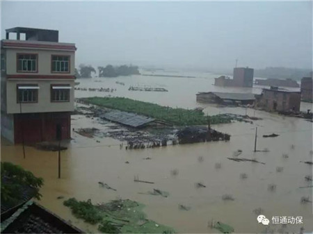 洪水肆虐，电子游艺网站
猪群健康警报拉响！恒通助您度过难关！