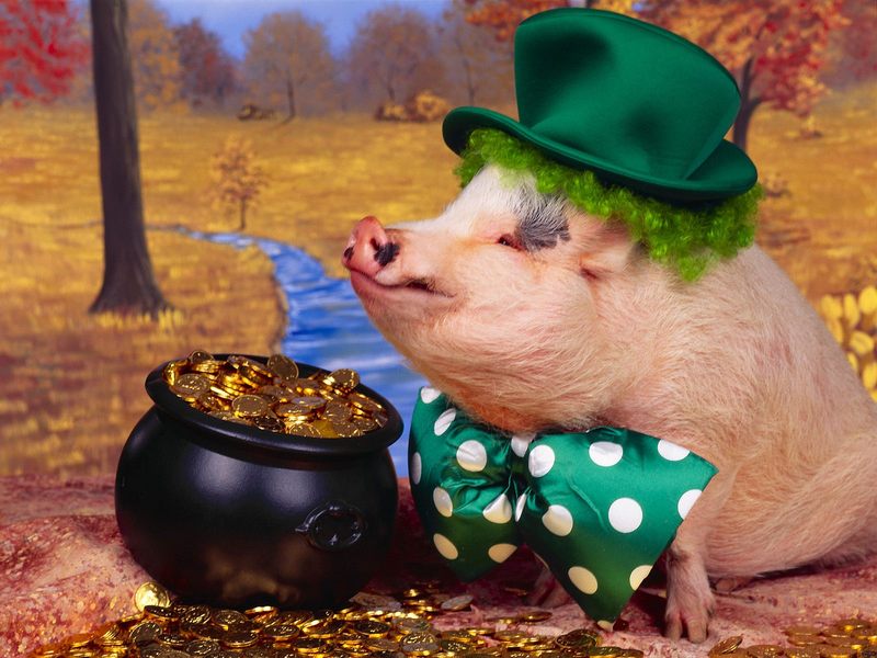 猪，相信大家都不陌生吧，每个脑海中都有一个对猪的映像，这类猪你肯定没见过，它们有的戴的帽子，有的在弹小提琴，有的在打架，真的是可爱极了。