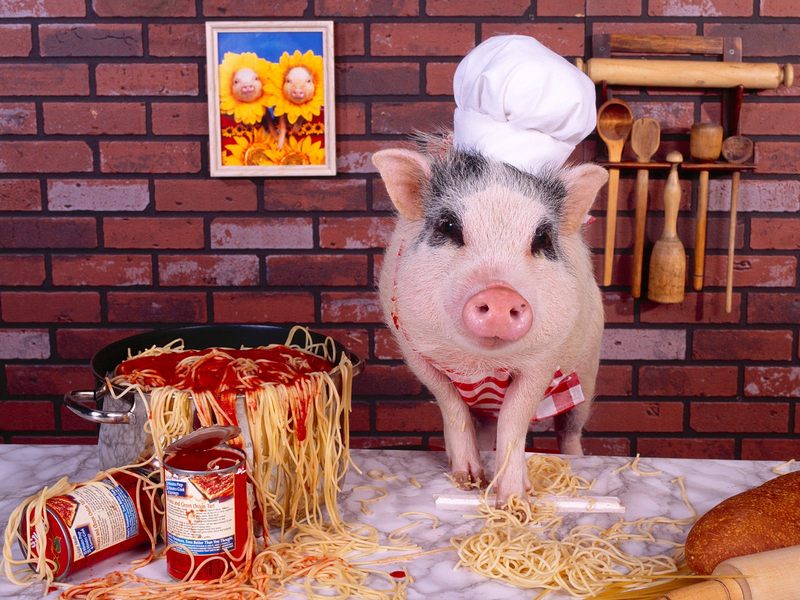 猪，相信大家都不陌生吧，每个脑海中都有一个对猪的映像，这类猪你肯定没见过，它们有的戴的帽子，有的在弹小提琴，有的在打架，真的是可爱极了。
