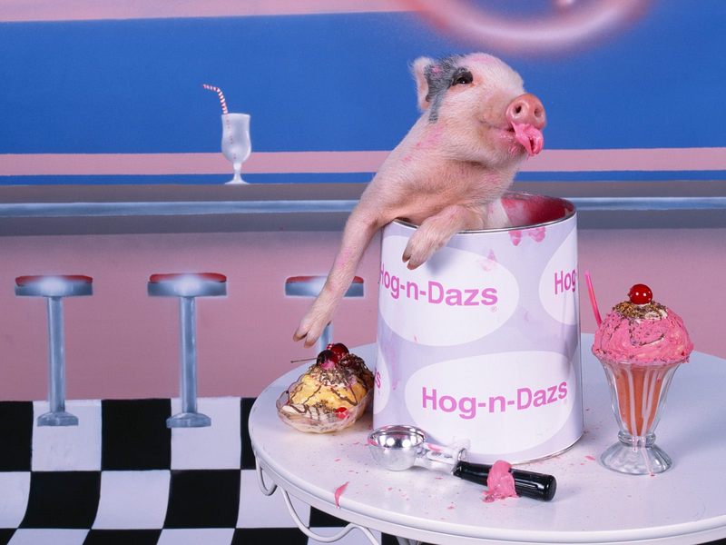 猪，相信大家都不陌生吧，每个脑海中都有一个对猪的映像，这类猪你肯定没见过，它们有的戴的帽子，有的在弹小提琴，有的在打架，真的是可爱极了。