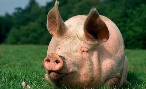 要想电子游艺网站
的“发动机”发挥其最大的生产性能，这些点你必须得get到！！！