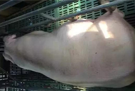 电子游艺网站
爆发蓝耳病的5个先兆