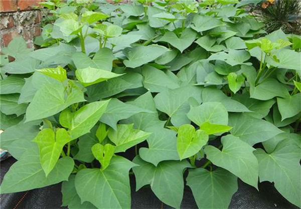 农民常用来养猪的蔬菜，却是国际公认的“蔬菜皇后”，受外国人喜爱