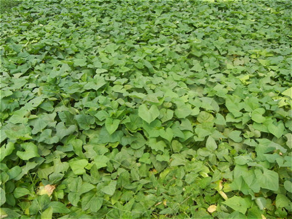 每年农村红薯收获时，这些红薯叶也会被农民带回去喂猪。在国内红薯叶是很普通的，但在国际却被公认为“蔬菜皇后”！受到外国人的喜爱。