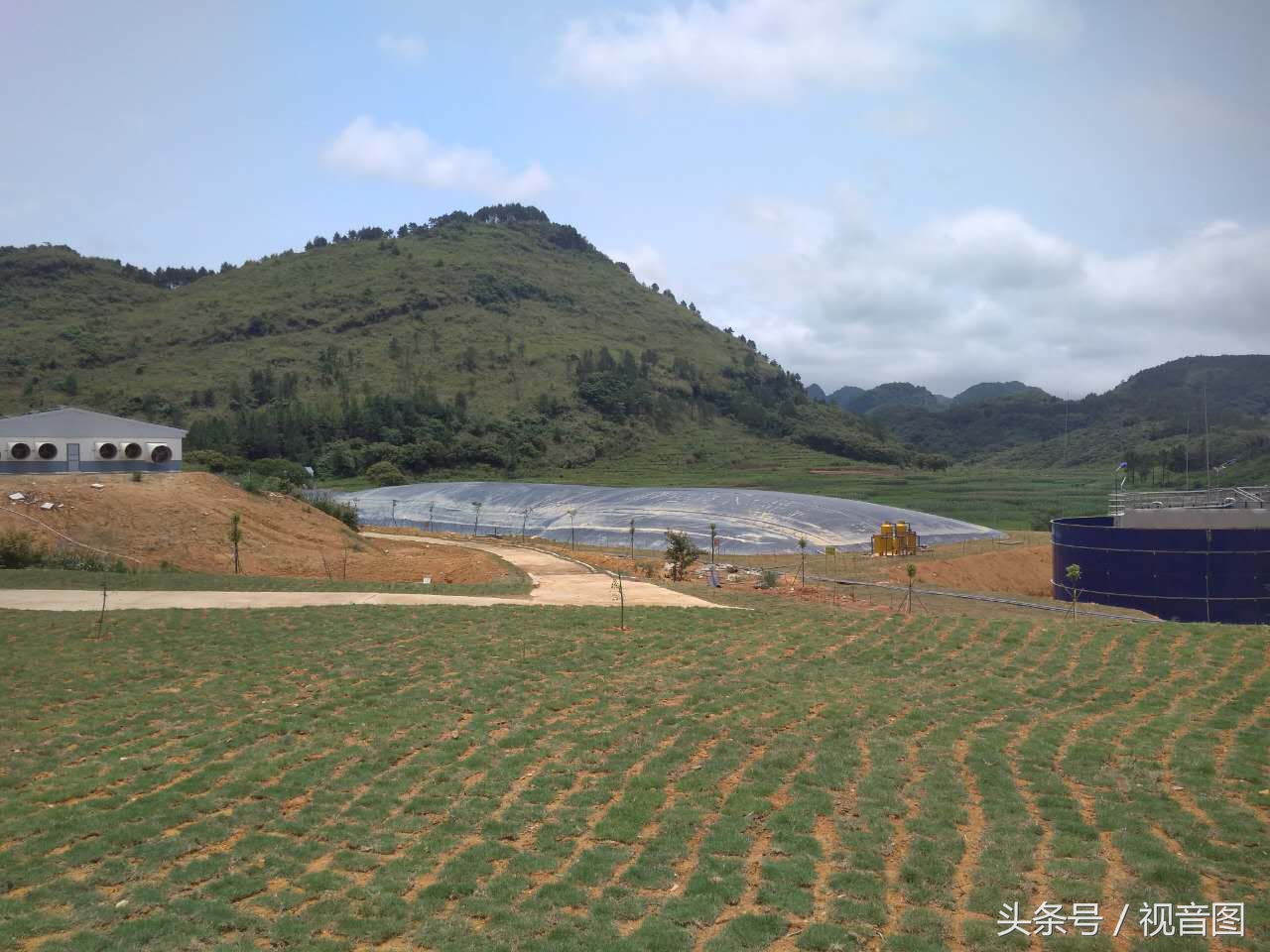 养猪闲谈：大山里的养猪生活