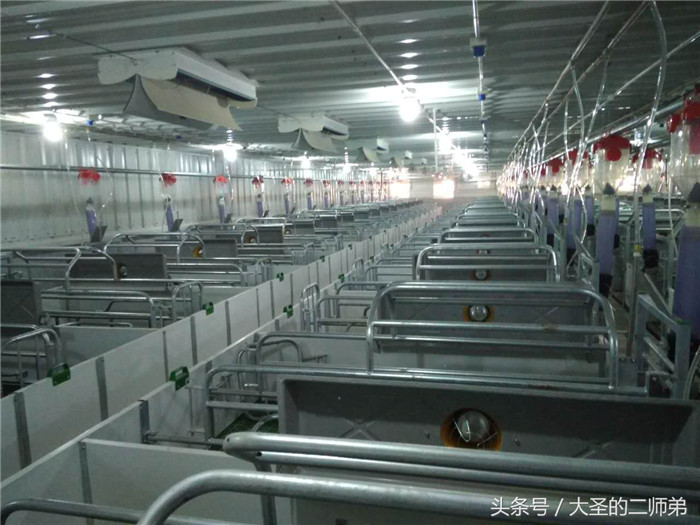 整整齐齐的产房养起母猪来是不是很轻松