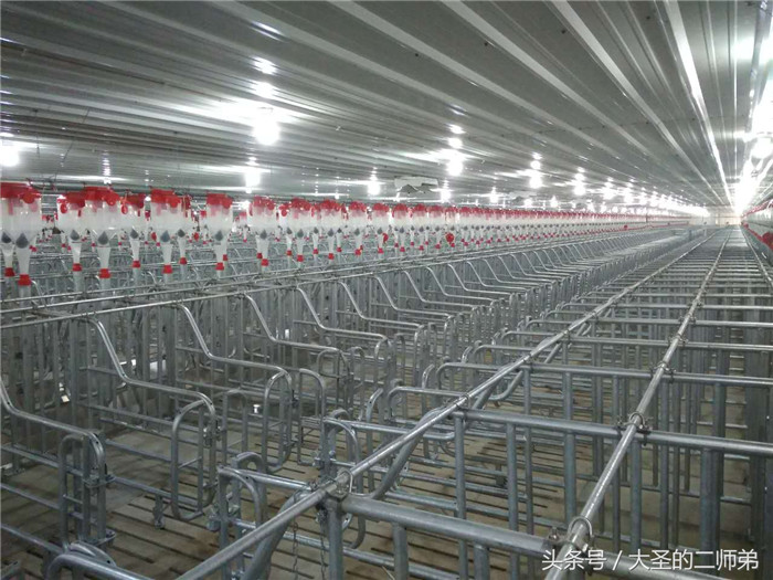 哇，一排排的栏舍是不是有种高大上的感觉啊