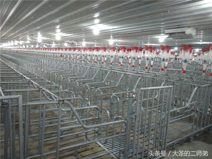 哇，一排排的栏舍是不是有种高大上的感觉啊