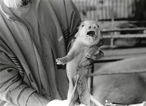 你把他们当儿子，他们把你当父亲