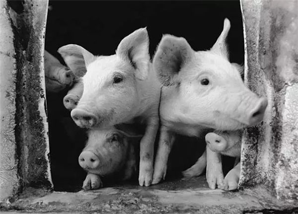 对于农夫Otchan而言，这1200头猪是亲密的伙伴