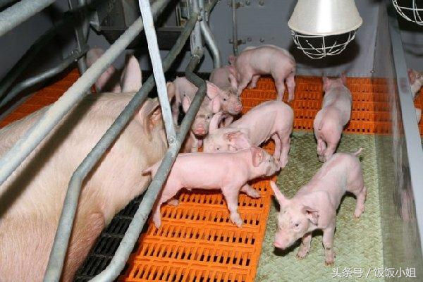 一只猪从出生到变成电子游艺平台
饺子的全过程，心疼猪的一生