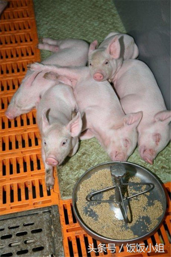 它们完全不知道将来的命运是什么。每天吃了睡，睡了吃，每天过的无忧无虑的，唯一要做的事情就是赶快长大。