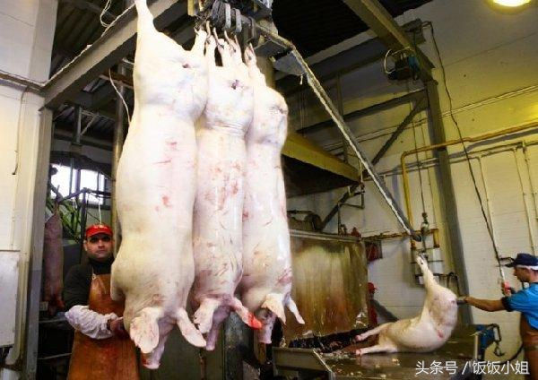 然后将死去猪运到下一个加工点，洗干净后放血取出内脏。