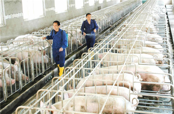 等到猪发病就晚了！进来看看防治猪生病的妙招