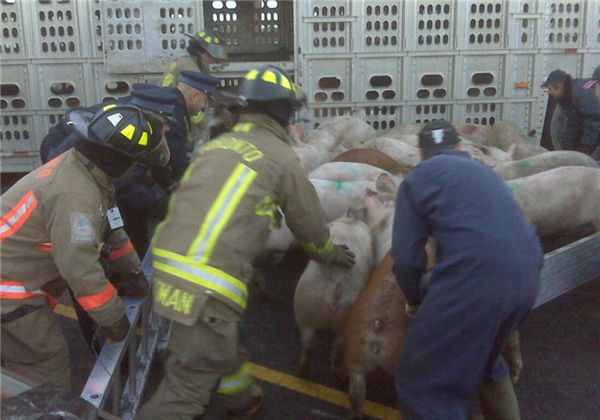 货车发生侧翻，车上大量猪四处逃窜，消防集体追赶：猪跑了