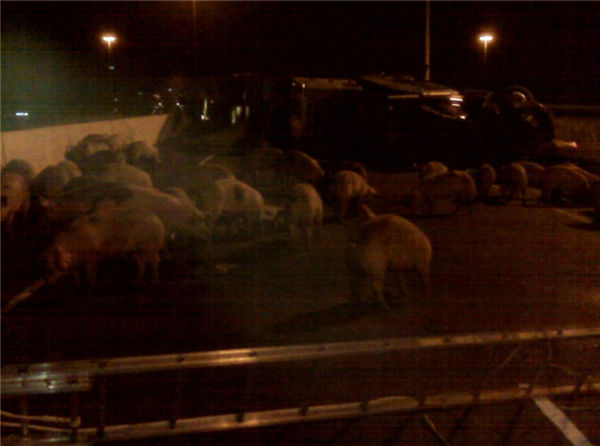 原本要送去宰电子游艺网站
的猪，耽误了不少的时间。它们将猪困在了马路上的一个区域，让小猪乱走的话，一定会导致交通堵塞的。最后还是将全部小猪抓回去了。