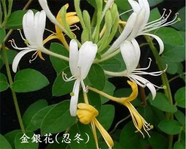 老猪农总结出来的治猪病偏方！管用！