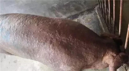 夏季电子游艺网站
高发这些猪病，怎样预防？