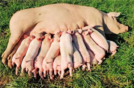 对于提高母猪产仔的一些见解