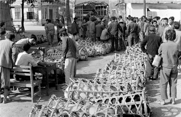 广东顺德杏坛公社龙潭大队的社员们向生产队交售生猪。新华社记者潘家珉摄