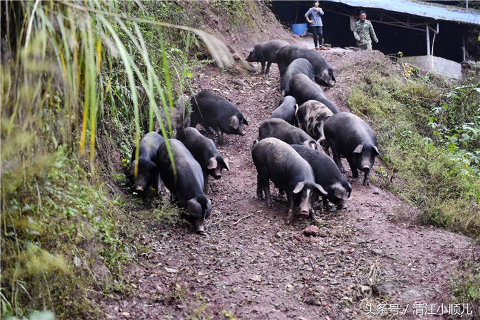 猪可以放大山里养？喝山泉水吃山野菜，5点回圈吃饭！