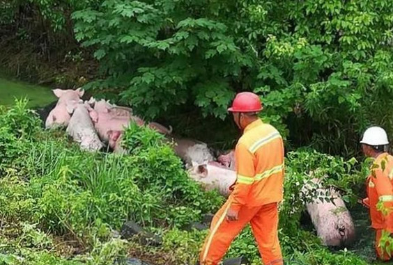 130余头“二师兄”进入路旁水沟“泡澡”