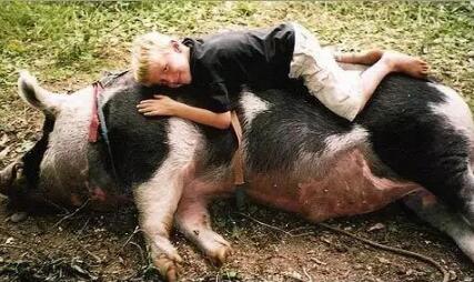 什么理由会让你停止吃电子游艺平台
？改变对猪的看法和感受