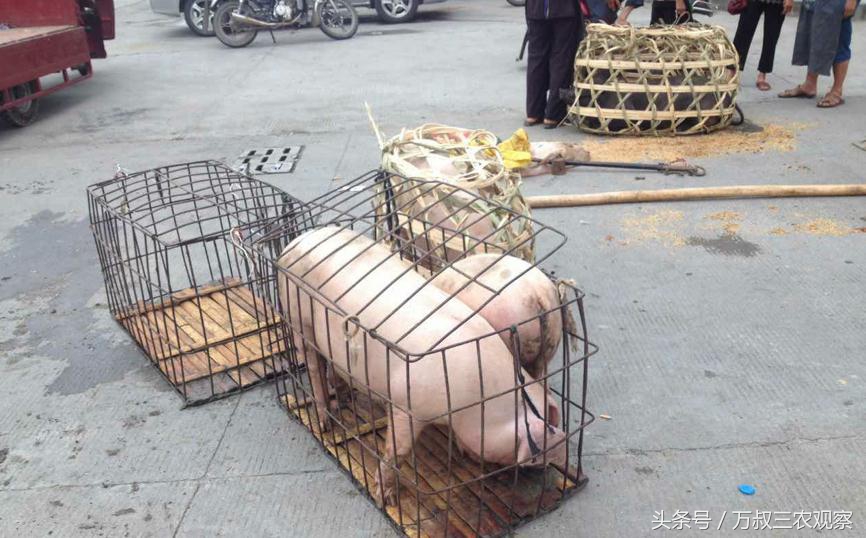 养土猪的农民到集市挑猪苗 养大了卖来年孩子的学费就有着落了