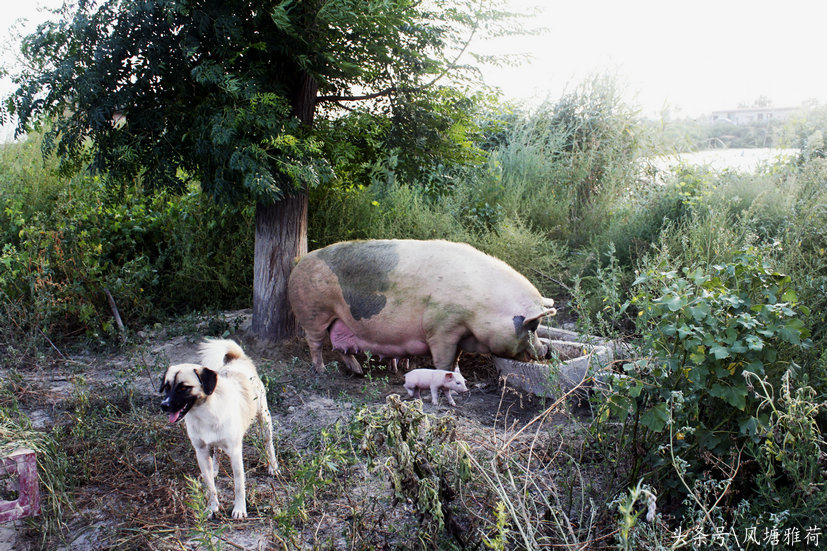相亲相爱一家人——猪妈妈和9个猪宝宝的故事