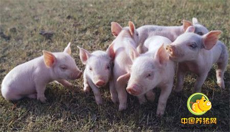 图展：真实存在的畸形猪