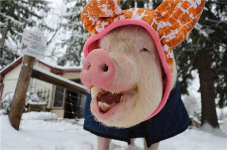 这只来自美国纽约的猪火了