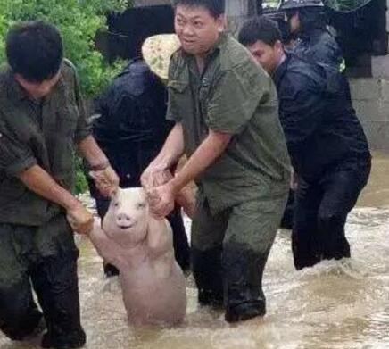 那只从台风中救出来的猪，被恶搞成表情包了