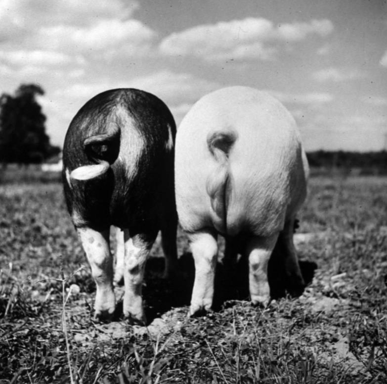 欢度养猪节：美国的猪之日