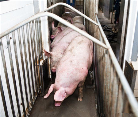 直击一头猪的命运，从出生到变成香肠的全过程