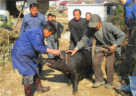 农村大爷治猪病的土方，高效省钱，比兽医还管用