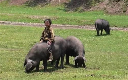 可乐猪产自中国贵州省的威宁、赫章等地，由于品种珍贵，因此又叫“乌金猪”，具有悠久的养殖历史，由于其抗病能力强、适宜放养，因此大多数可乐猪属放养型猪种，真因为如此，可乐猪长有结实的体魄、发达的后腿，肉质优良，营养丰富，是腊肉、火腿的优质原材料。