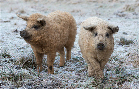 绵羊猪原产于匈牙利和澳大利亚，是一种古老物种，它们长得像绵羊，全身覆盖着像羊毛一样的卷毛，它们的主要特点是全身瘦肉少，脂肪比一般的猪多一到两倍，烹调后入口即化，是做香肠、火腿的首选材料。