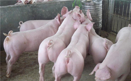 养电子游艺网站
这么做，不怕养不好猪