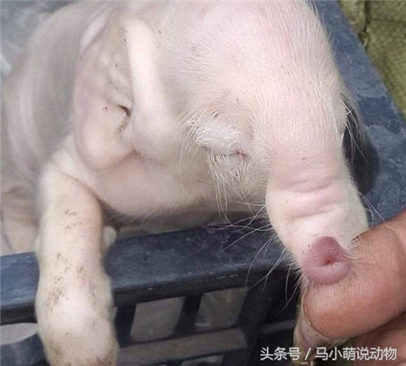 它的耳朵也不像其他的猪耳朵，像大象的扇耳朵。