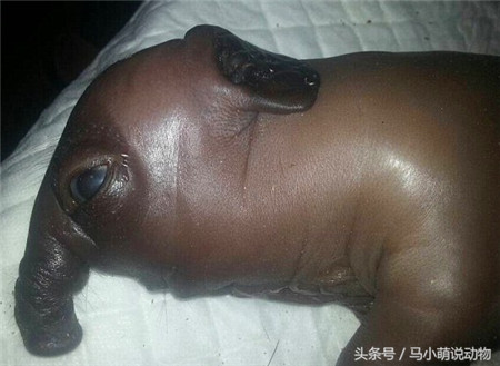 还有一只特别羸弱，眼睛都睁不开，不知道母猪怀孕时受到了什么事情影响，生的宝宝都变异了。