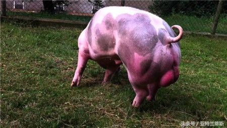 这种猪适合散养 生长快瘦肉多