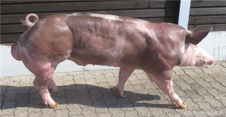杜洛克猪的味道比普通猪好很多 但还是不如野猪 肉质紧实