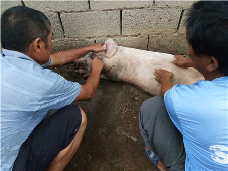 邻居二叔在一边说：“给好好看看，要是治不好怪可惜的”。也确实如此，喂十几头猪，去掉忙碌的时间不说，一头猪也就是赚百十块钱。
