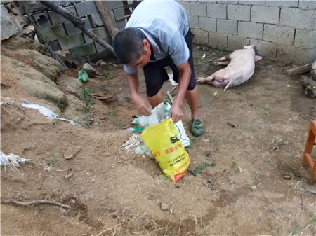 “我等下给你留点药，你再找点艾给猪熏熏。明天我就不来了，打上三回五回的，这猪也就赔本了”，兽医一边收拾东西一边说道。