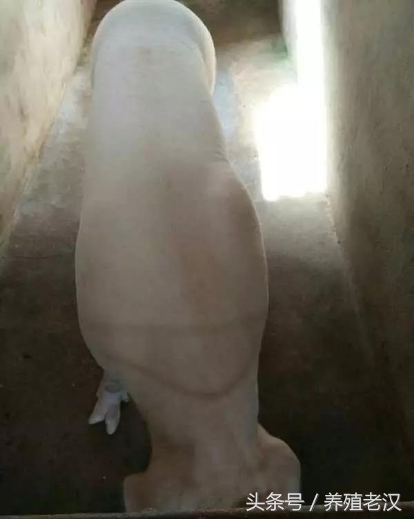 驱虫后，吃的多，长得快，体况明显改变