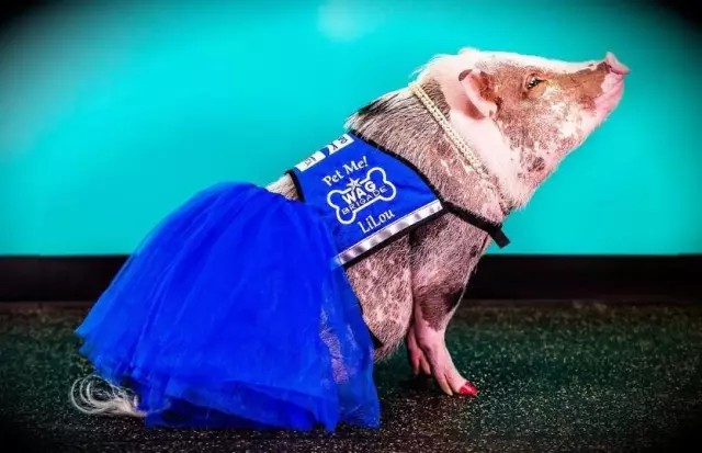 走到看到小胖猪那么受欢迎，主人就给它开了一个社交账号，上面全是它的美照，大家来感受一下……图为开工前的定妆照……哪都能引来目光。